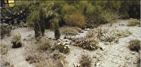 WJ1